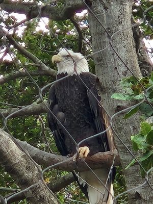 Knowland Park
