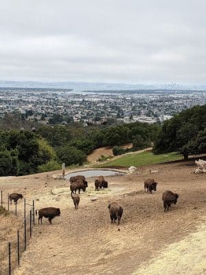 Knowland Park Open Space