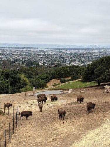 Knowland Park Open Space