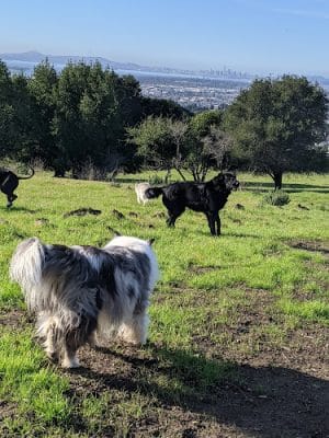 Knowland Park Open Space