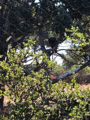 Knowland Park Open Space