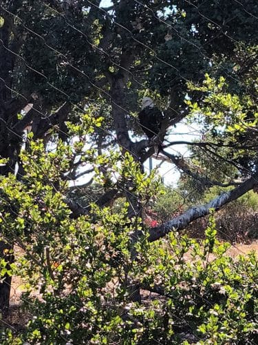 Knowland Park Open Space