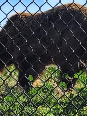 Knowland Park Open Space
