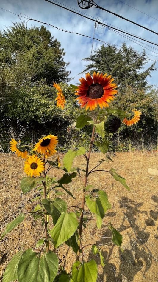 Kokua Park - Oakland, CA