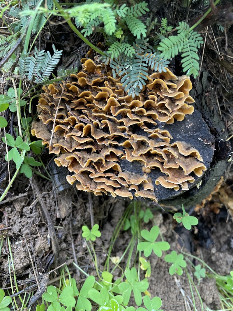 Kokua Park - Oakland, CA