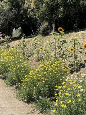 Kokua Park