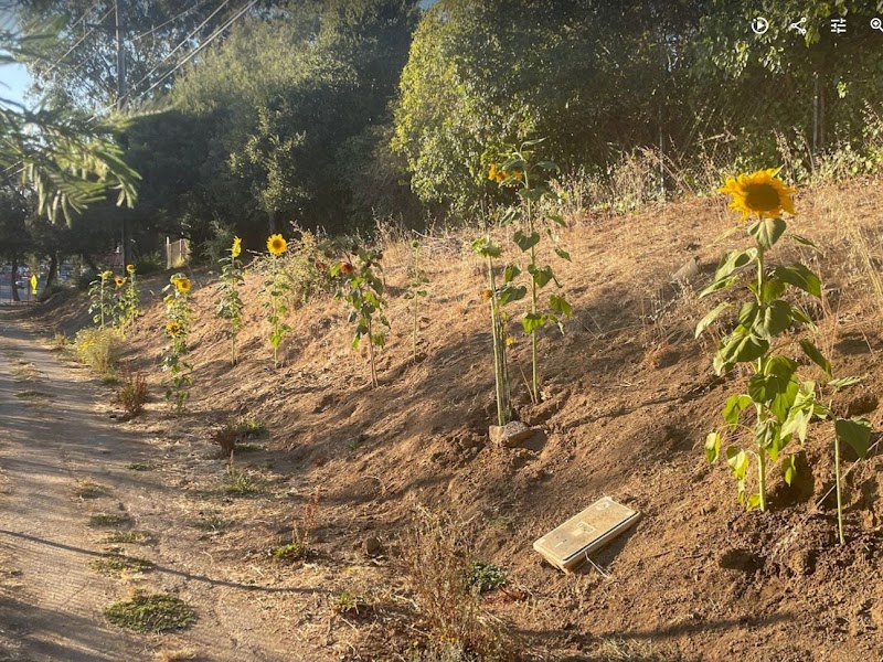 Kokua Park - Oakland, CA