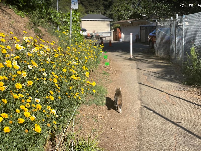 Kokua Park - Oakland, CA