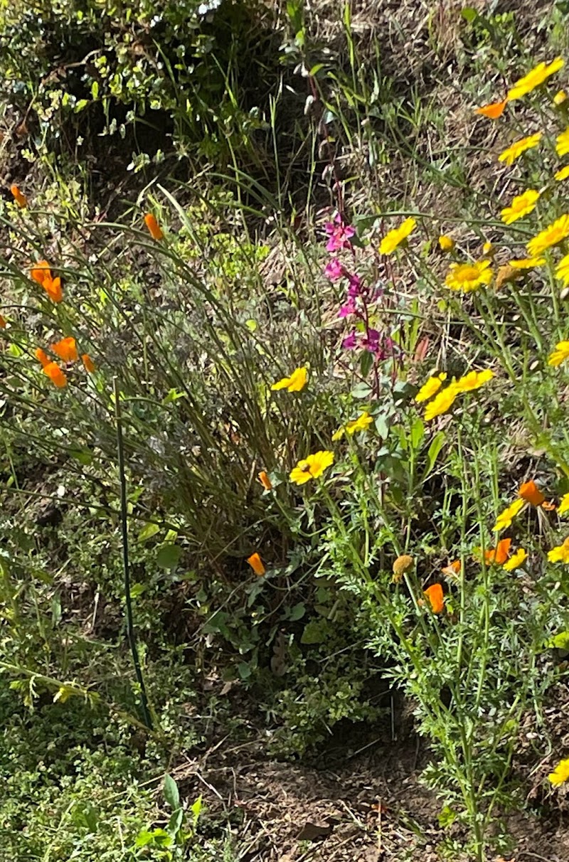Kokua Park - Oakland, CA