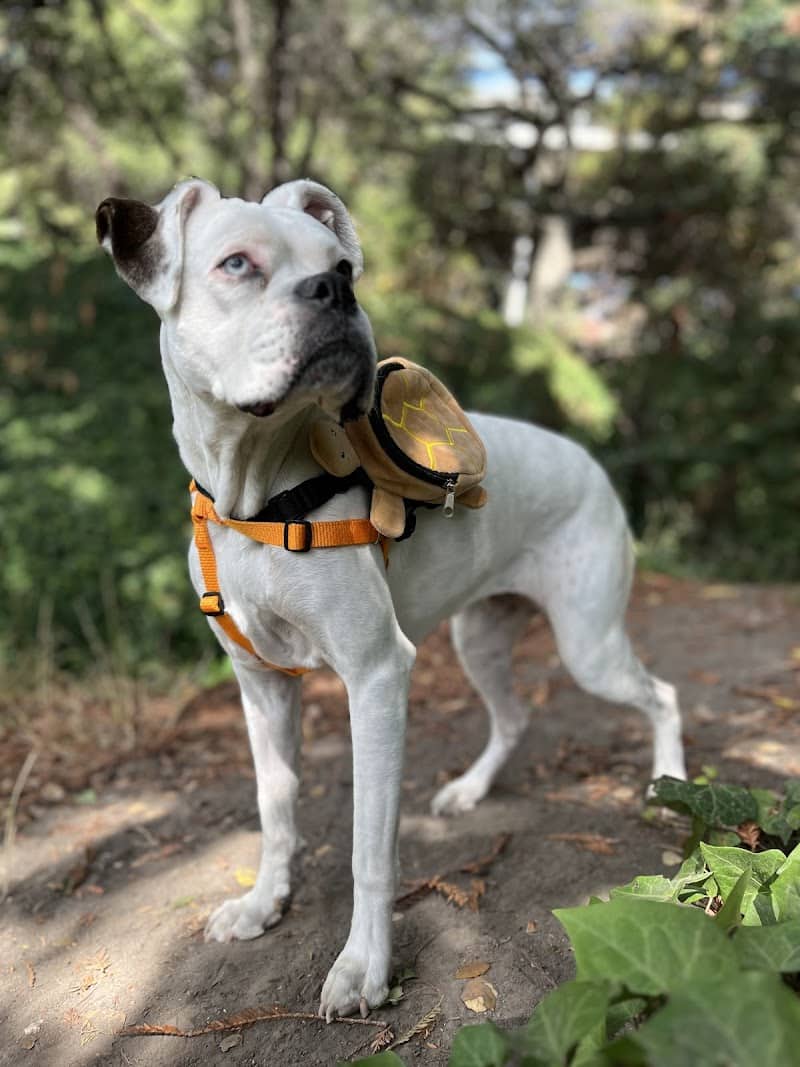Oak Glen Park - Oakland, CA