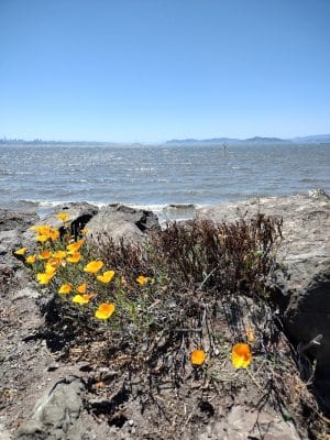 San Francisco Bay Trail