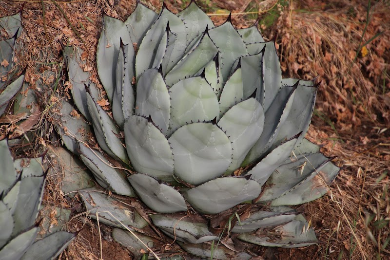 Sheffield Village Park - Oakland, CA
