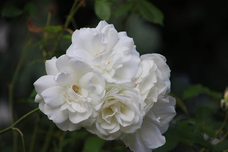 Sheffield Village Park - Oakland, CA