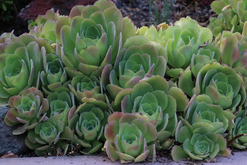 Sheffield Village Park - Oakland, CA