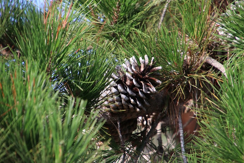 Sheffield Village Park - Oakland, CA