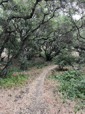The San Leandro Trails