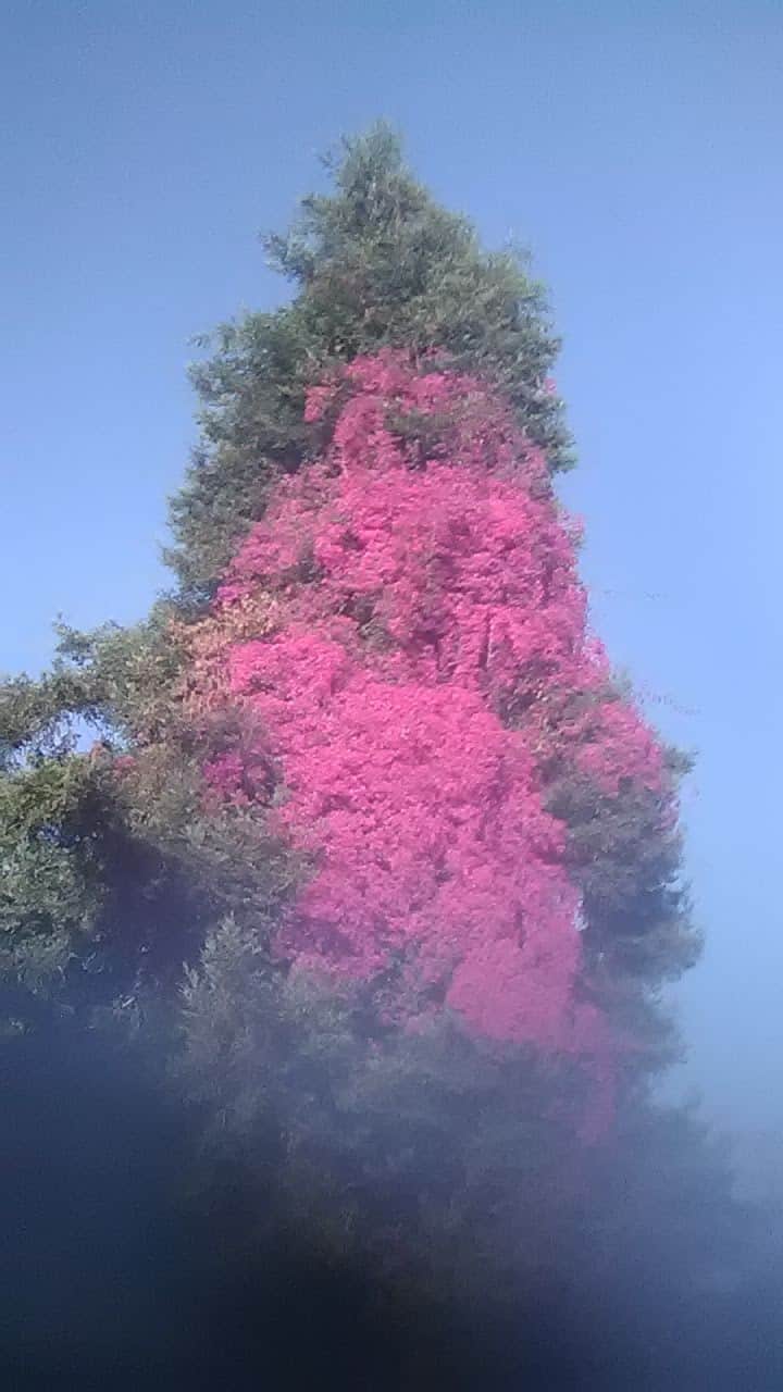 William D. Wood Park - Oakland, CA