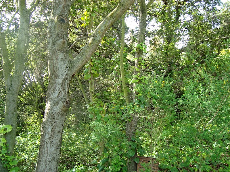 William D. Wood Park - Oakland, CA