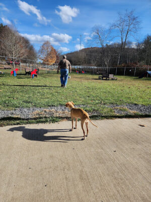 Oakland Dog Park