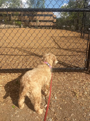 Jill Schwertfeger Memorial Dog Park (Oakland Dog Park)