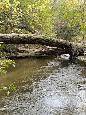 Paint Creek Junction Park