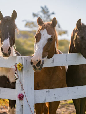 Three Moons Farm