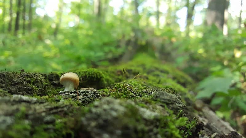 O'Connor Nature Park - Oakland Township, MI