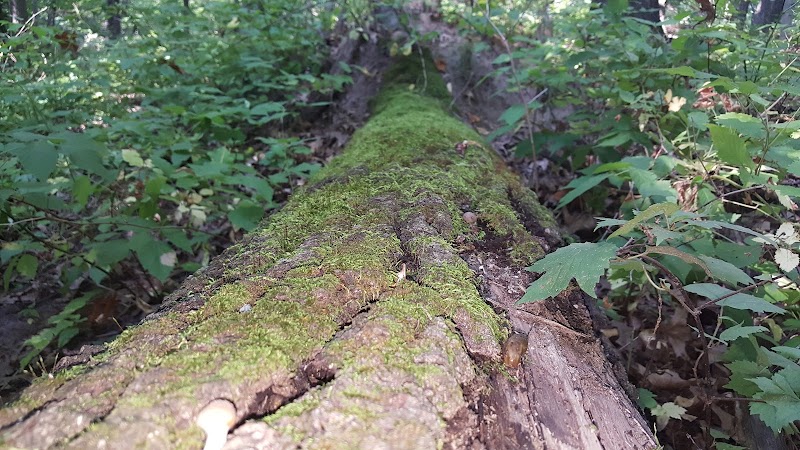 O'Connor Nature Park - Oakland Township, MI