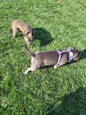 Koda Dog Park