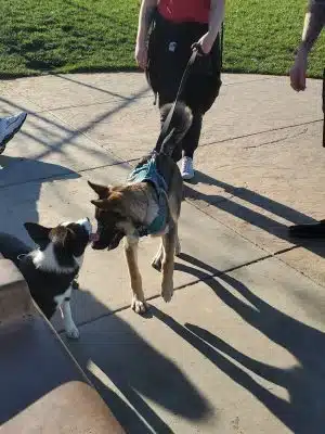Koda Dog Park