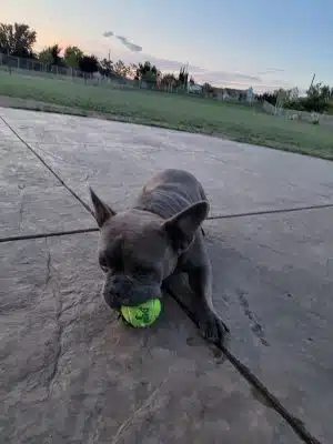 Koda Dog Park