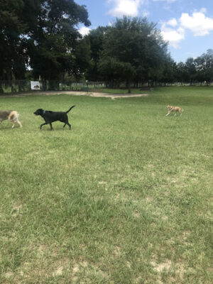 Letty Towles Dog Park