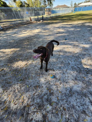Marion Oaks Dog Park