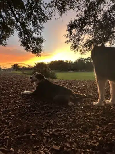 Letty Towles Dog Park - Ocala, FL