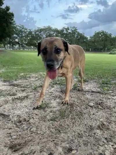 Letty Towles Dog Park - Ocala, FL