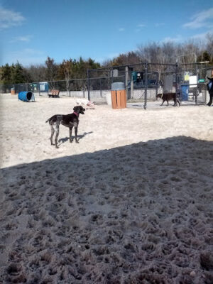 Ocean City Dog Park