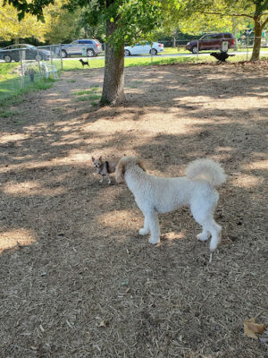 Ocean Pines Dog Park