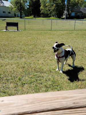 Oconto Falls Dog Park
