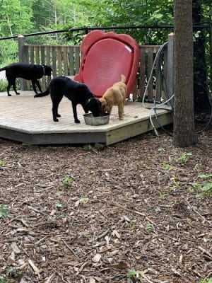 Ogunquit Dog Park