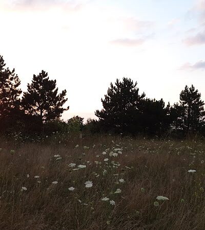 Meridian Township Private Large Dog Park - Okemos, MI