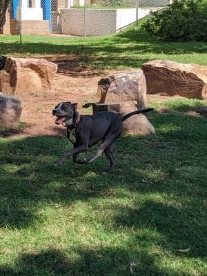 The Dog Park at Saint John's