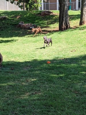 The Dog Park at Saint John's