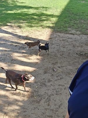 The Dog Park at Saint John's