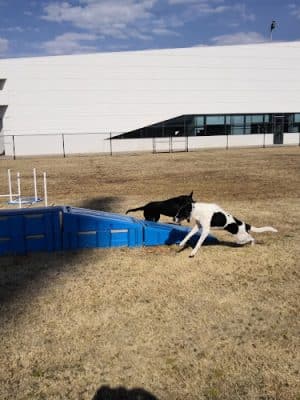 Barks & Brews Dog Park