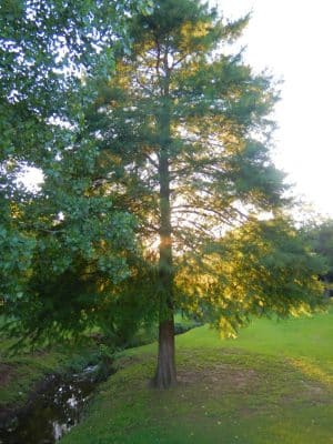 Brookwood Park