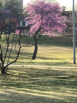 Flower Garden Park