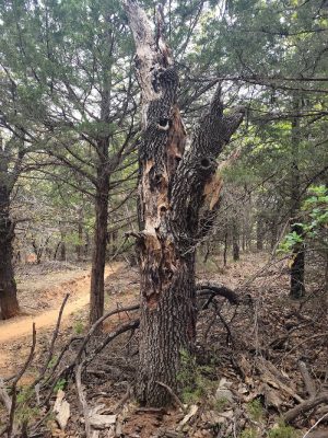 Lake Stanley Draper Mountain Bike Trails