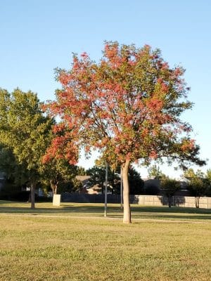 Merrel Medley Park