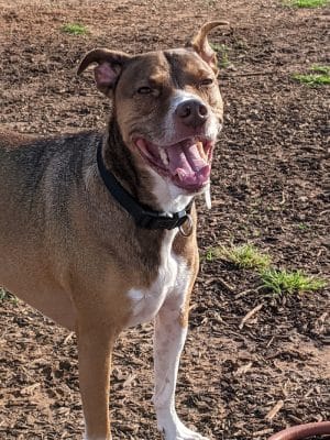 Midtown Mutts Dog Park