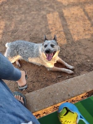Midtown Mutts Dog Park